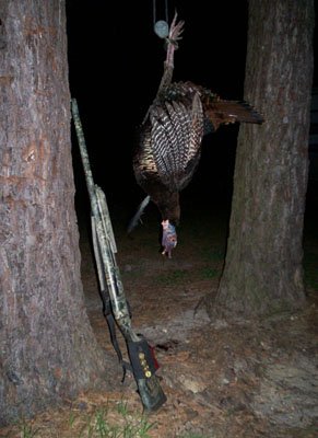 Wild turkey hunting for the Thanksgiving day feast