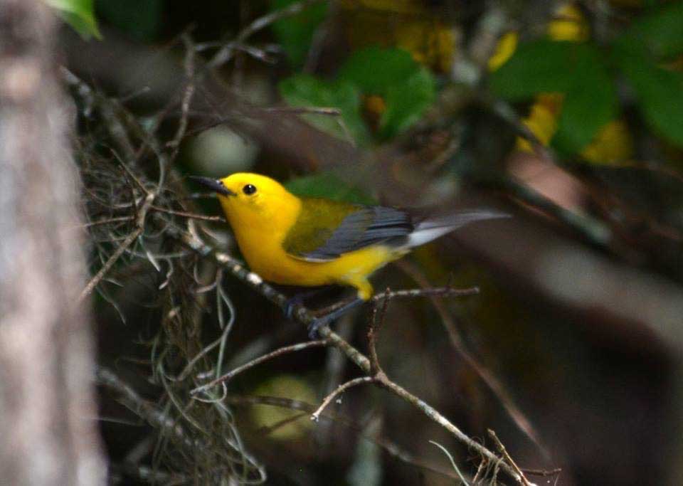 yellowbird