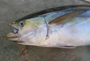Yellowfin tuna