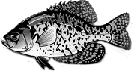 White Crappie