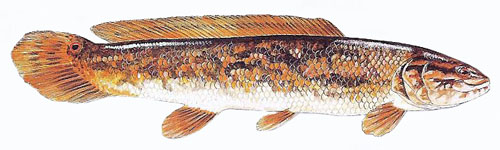 Choupique know locally as a Bowfin