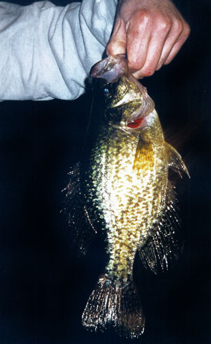 White Crappie