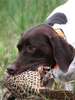 Don Dubuc's dog Gracie out pheasant hunting