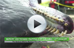 Sperm Whale washed ashore on Grand Isle