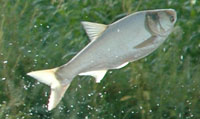 Asian Flying Carp