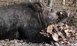 North Carolina super hog